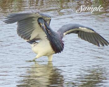 Tricolored Heron Dance #30-TricoloredHeron-Dance