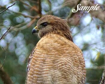 Hawk Careful Watcher #Hawk-CarefulWatcher