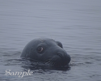 Harbor Seal - Misty Look #HarborSeal-MystyLook