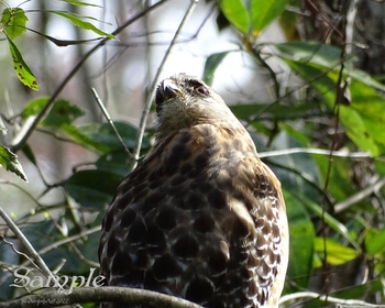 Hawk - Just Chillin #Hawk-Chillin