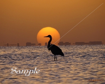 Blue Heron Sunset #BlueHeronSunset