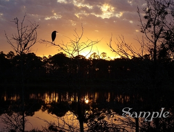 Heron's Golden Dawn #Heron-GoldenDawn