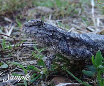 Lizard Eyeing the Scene #10-LizardEyeingtheScene