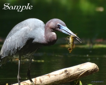 Little Blue Heron - SnackTime #20-LittleBlueHeron-Snack