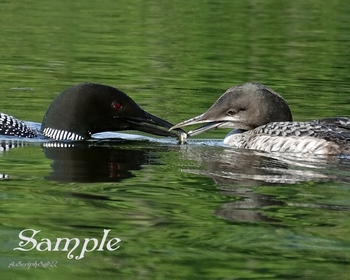 Loon - Dinner Time #Loon-Dinner