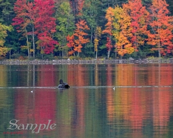 Loon - Enjoying the Fall Colors #LoonFallColors