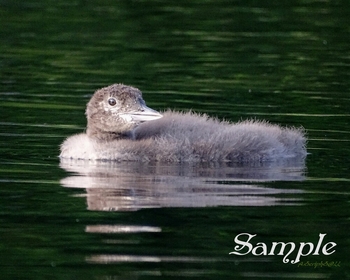 Loon - Smiling Youngster #Loon-YoungsterSmile