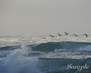 Pelicans Wave Riding #28-PelicanWaveRiding