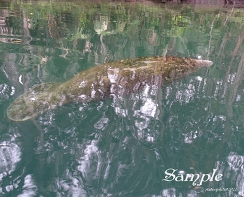 Manatee Reflections #Manatee-Reflections