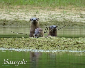 Otters - Interrupted Lunch #Otters-InterruptedLunch