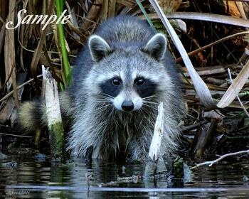 Raccoon - Watcher #Raccoon-Watcher