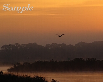 Rosey Sunrise - Pelican Dreams #Sunrise-RoseyPelicanDreams