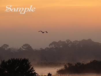 Rosey Sunrise - Pelican Swirling Friends #Sunrise-RoseyPelicanSwirlingFriends