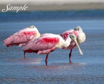 Spoonbills Nap Time #32-SpoonbillsNapTime