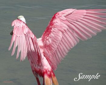 Spoonbill Angel Wings #26-Spoonbills-AngelWings