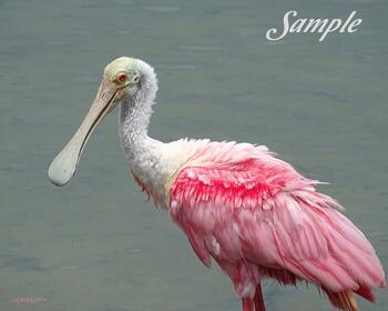 Spoonbill Smile #06-SpoonbillSmile