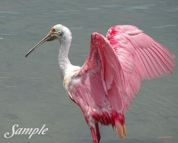 Spoonbill Pose #22-SpoonbillPose