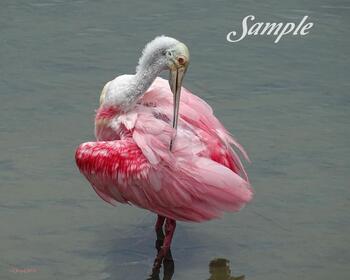 Spoonbill Ballet Pose #30-SpoonbillBalletPose