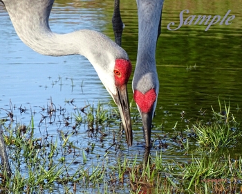 Sandhill Cranes Lunch Date #30-SandhillCranes-LunchDate