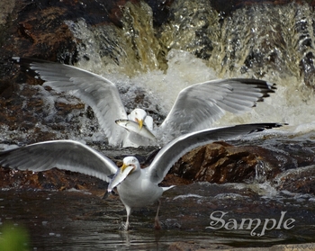 Seagul Fine Catch #14-Seagul-FineCatch