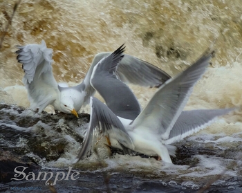 Seagul Chase #12-Seagul-Chase