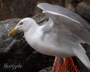 Regal Seagul #18-Seagul-1Regall