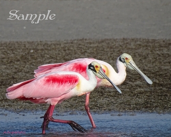 SpoonBills-Evening Stroll #10-Spoonbills-Strolling