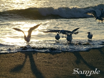 Sunrise - Terns Greeing #Sunrise-TernGreeting