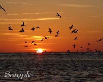 Black Skimmers Sunset Soar #Sunset-BkSkimmersSoar