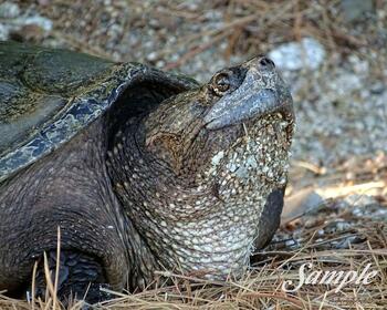 Turtle Mom's Hopeful Smile #32-TurtleHopefulSmile