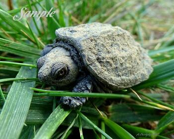 Turtle Baby Cross Country #20-TutleBaby-CrossCountry