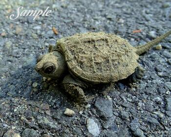 Baby Turtle Boat Ramp #22-BabyTurtleBoatRamp