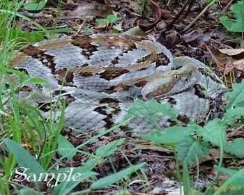 Chillin Snake #zz-TimberRattlesnake