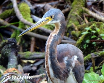 TriColored Heron Shine #38-Heron-TricoloredShine