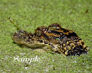 Alligator - Baby in the Marsh z-Alligator-BabyMarsh