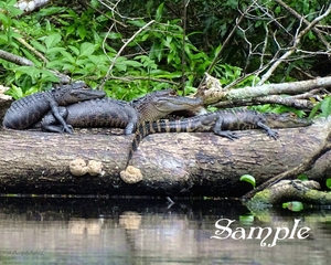 Alligator - Family Sunbathing z-Alligator-Family