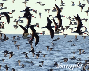 Black Skimmers Fly By BlackSkimmers-FlyBy