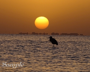 Blue Heron Warm Sunset BlueHeronSunsetwarmth