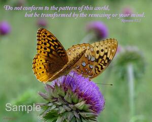 Butterflies - Romans 12:2 ButterfliesRomans