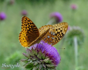 Butterflies - Scottish Thistle Romance Butterflies-Thistle