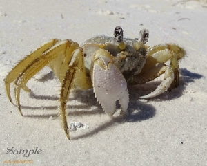 Ghost Crab Smiling CrabGhost