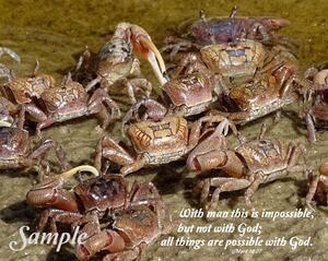 Fiddler Crabs - Mark 10:27 FiddlerCrabs-Mark