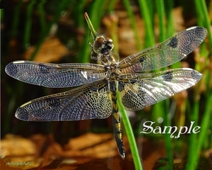 Sunbathing Dragonfly Dragonfly-Sunbathing