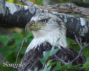 Eagle -posing Maine Eagle-posingMaine