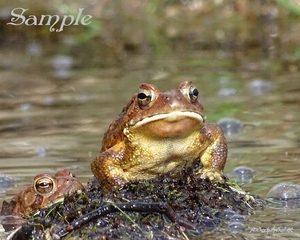 Golden Frog - and Secret Admirer Frog-GoldenAdmirer