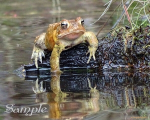 Frog - Handsome Guy Frog-HandsomeGuy