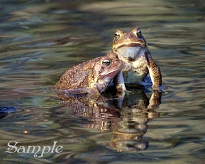 Frogs Romantic Couple FrogsRomanticCouple