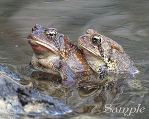 Frogs - Couple in Love Frogs-CoupleinLove