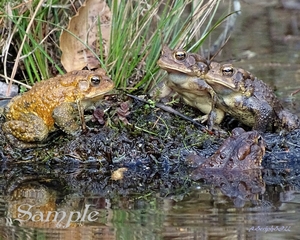 Frogs Chatting Frogs-Chatting