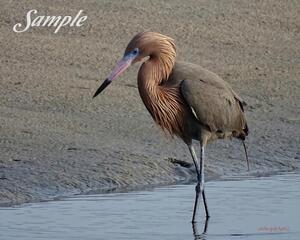 Redish Egret Stroll 43-RedishEgret-Stroll